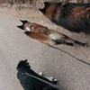 Josefine: Hundpassning/Dagmamma