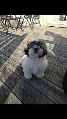 Knut