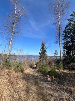 Närliggande skog
