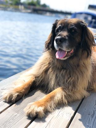 En väns hund jag passat