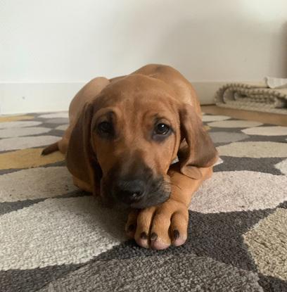 Rhodesian Ridgeback 