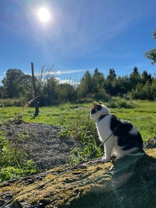 Daglig promenad med min katt Stanko