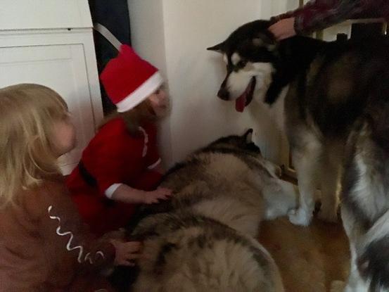 Våra pojkar + alaskan malamute hemma hos en granne